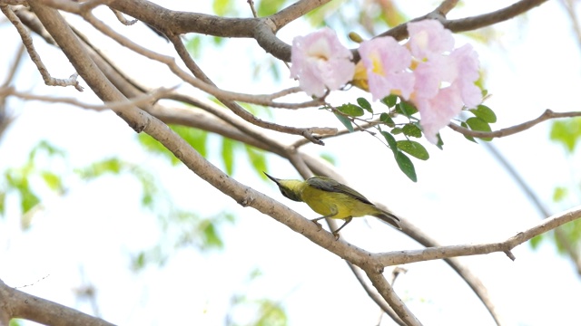 热带雨林树枝上的橄榄枝太阳鸟。视频素材