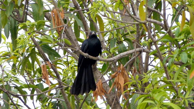 在热带雨林的树枝上的亚洲柏树鸟。视频素材
