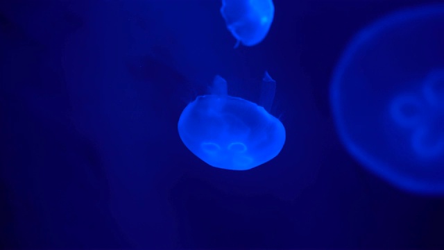 水母在水中优雅地游动。海洋生物视频下载