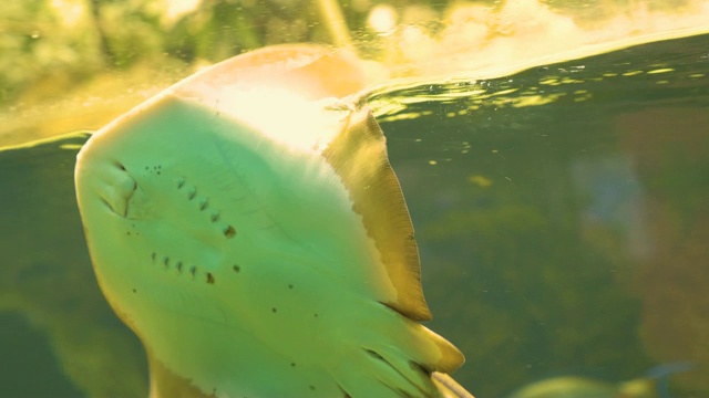 黄貂鱼的底部向上移动玻璃视频下载