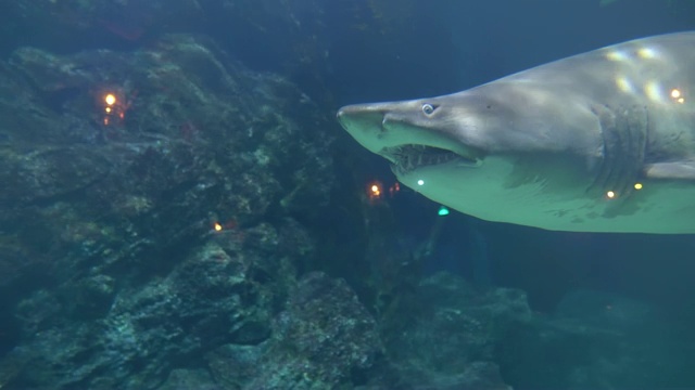 一条大鲨鱼在海底的珊瑚中游动。水族馆里愤怒好斗的动物视频素材