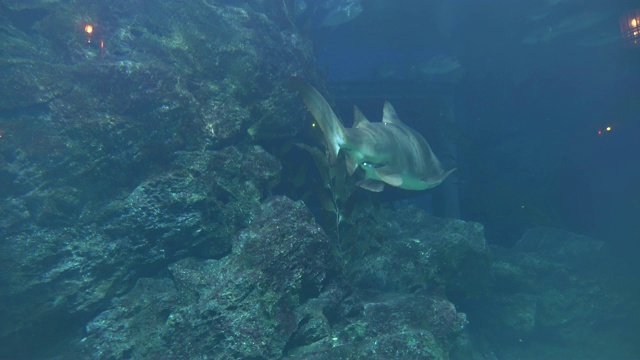 大鲨鱼游过水下的岩石进入黑暗中视频素材