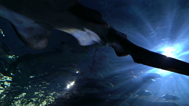 大斑马鲨在深水中在水里游泳。有长尾巴的斑点着色鲨鱼，底部视图视频素材