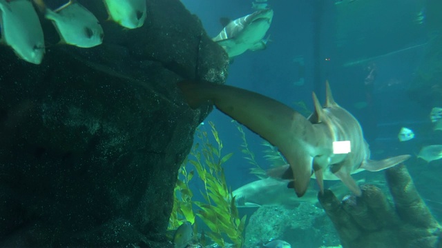 一条长着锋利牙齿的大鲨鱼在水下游过小鱼视频素材