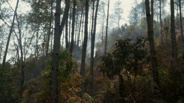 火灾后，灰烬覆盖了森林。森林火灾后，浓烟从地面升起，大气中弥漫着阴霾。泰国清迈的野火在炎热的夏天。专注慢动作。视频素材
