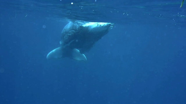 小座头鲸游向镜头，汤加瓦乌。视频素材
