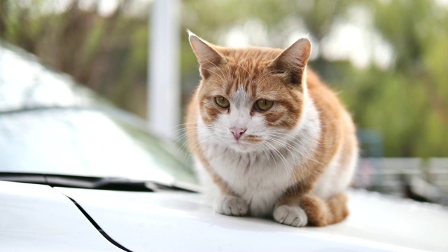 可爱的姜黄色虎斑猫躺在车上，警觉地环顾四周，目不转睛地盯着自己的眼睛，4K电影，慢动作。视频素材