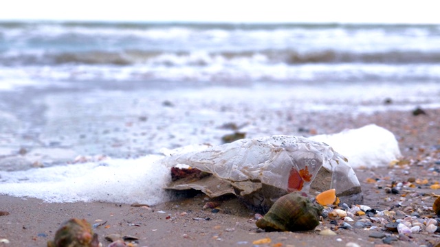塑料瓶夹在rapan贝壳中被带到沙滩上。视频素材