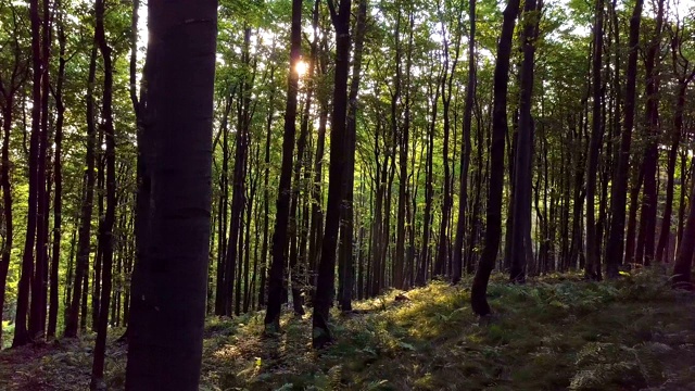 阳光在绿色的森林与阳光透过树木和树枝在夏季早晨的自然视频素材