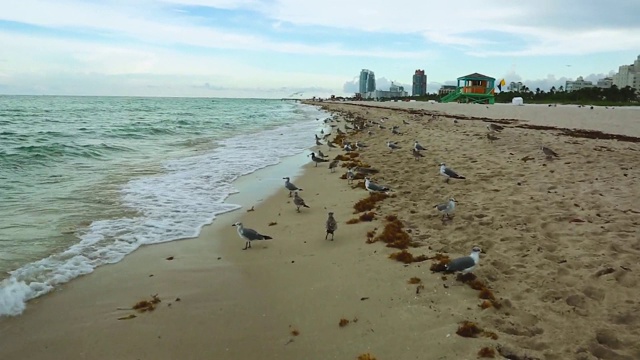 令人惊叹的美丽，大西洋的地平线和蓝天。佛罗里达迈阿密南海滩的海鸥。视频素材