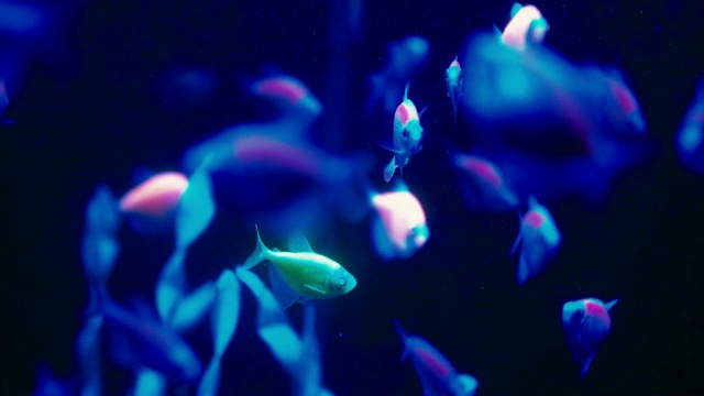 彩色荧光的glofish danio在慢动作水族馆视频下载