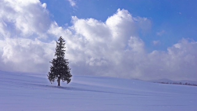 美丽的风景圣诞树在日本北海道视频下载