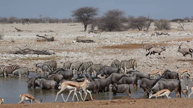 斑马，角马，跳羚和大羚羊在一个水坑，埃托沙国家公园视频素材