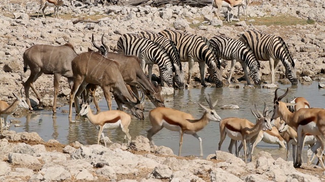 伊托沙国家公园的一个水坑里，有斑马、跳羚和捻羚视频素材