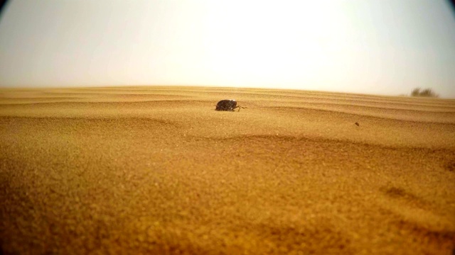 在沙漠的沙尘暴中死去的金龟子视频下载
