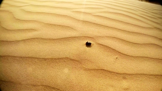圣甲虫的尸体在沙子强风顶视图沙漠，他的近距离视频下载