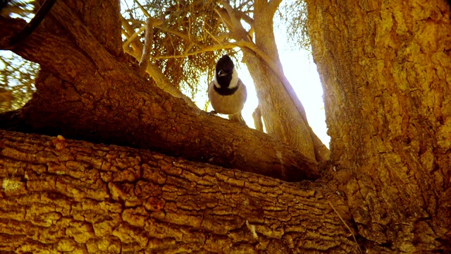 白耳鹎坐在一棵大长春藤树上，跳到了镜头前视频下载