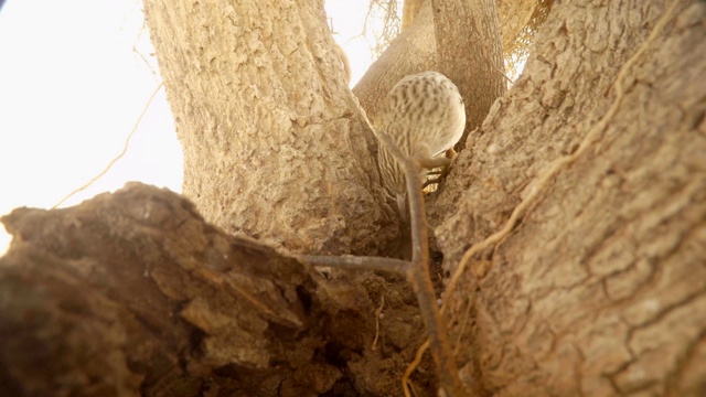 阿拉伯鼓泡器跳上大树枝，在镜头前搜寻昆虫视频下载