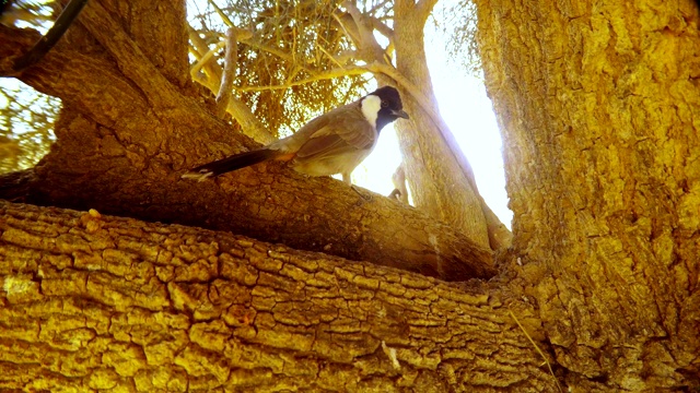 两只雌性白耳鹎跳上大长春藤树上，一只鸟在镜头前排便视频下载