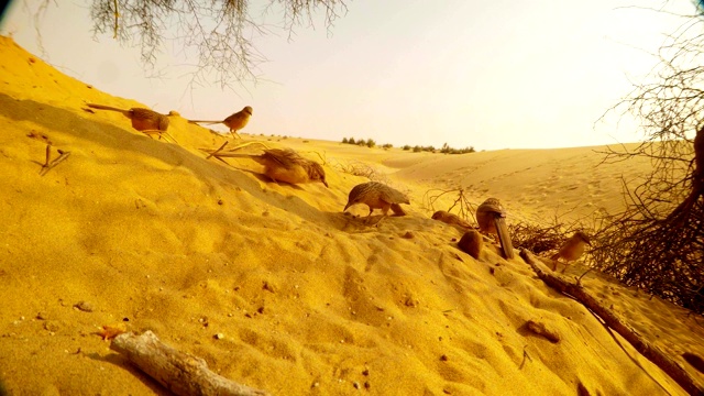 一群喋喋不休的阿拉伯人在日落的沙漠风景的沙滩上吃晚餐视频下载
