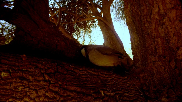 白耳鹎跳上长春藤树，在树皮中寻找昆虫，在塔尔沙漠周围寻找视频下载