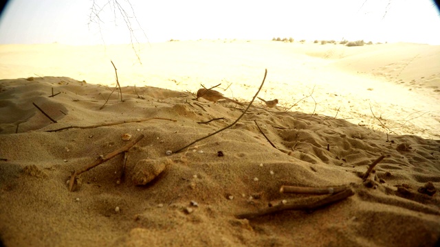 沙漠景观中的沙，许多干沟阿拉伯喋喋不休的人来寻找食物视频下载