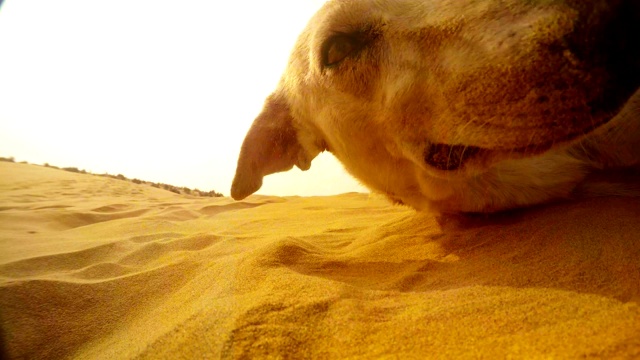 拉贾斯坦邦沙漠的沙丘上，一只可爱的狗醒来了视频下载
