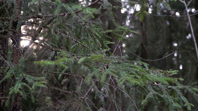 绿色的冷杉树枝在树林里视频素材