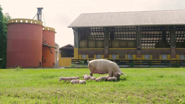 猪的家庭在一个绿色的露天草坪上，小狗从他们的母亲喂奶。视频下载