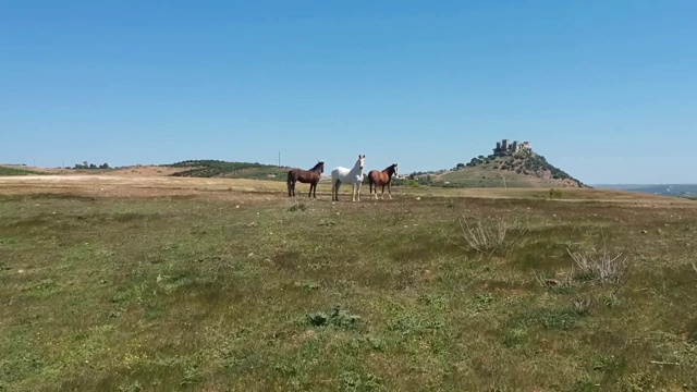 三匹马在Almodóvar城堡附近的田野，安达卢西亚，西班牙视频下载