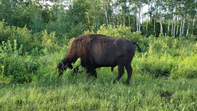 大型雄性野牛在吃草视频素材