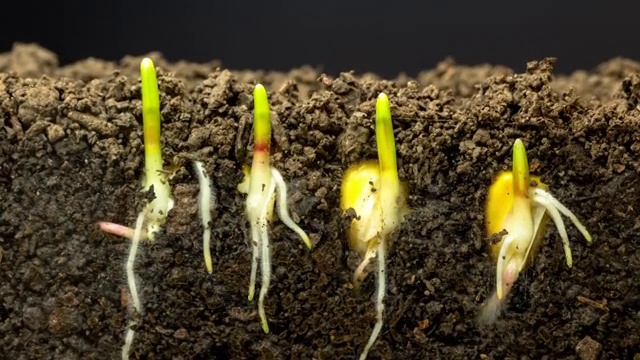 快速生长的玉米，根和叶子从土地生长，时间流逝视频4K分辨率剪辑。一轴线性相机运动。视频素材