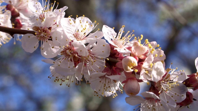 近看杏树花开得很漂亮视频下载