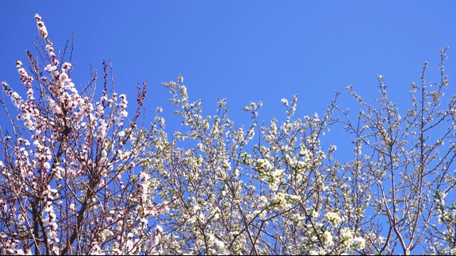 杏树和樱桃树在蓝天的背景下开花视频素材