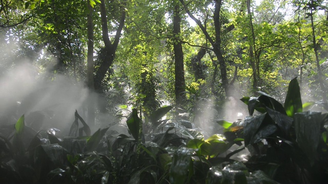 阳光下的热带雨林视频素材