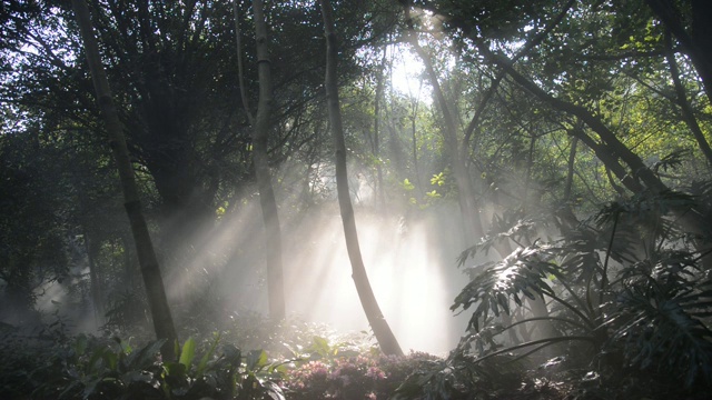 阳光下的热带雨林视频素材