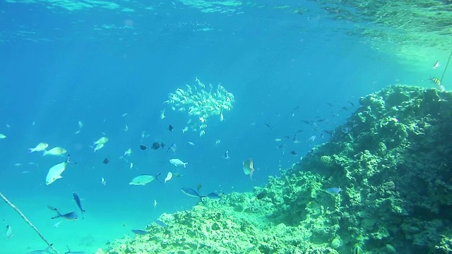 红海海底珊瑚礁上的热带鱼群视频素材