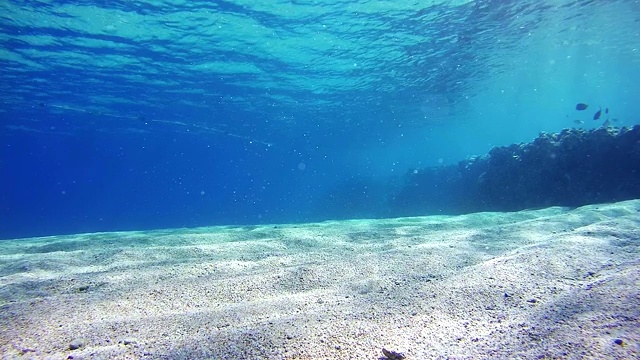 埃及红海的海洋生物背景视频素材