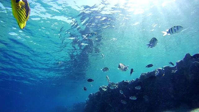 埃及红海的海洋生物背景视频素材
