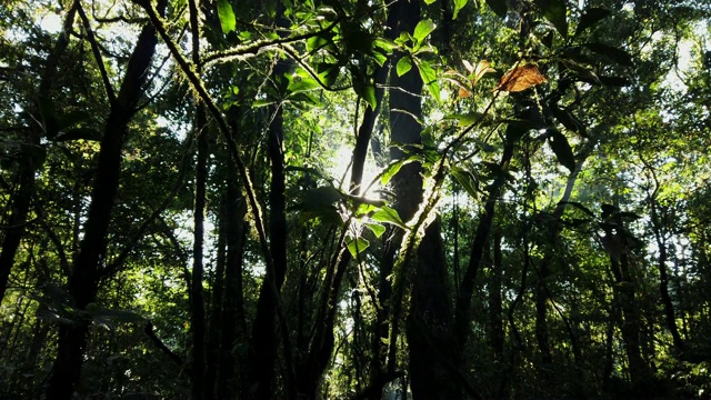 4K视频低角度跟踪吊车拍摄的阳光闪烁的闪光透过树林窥视。美丽的阳光与镜头耀斑和阳光照射在树木的天然绿叶。视频素材