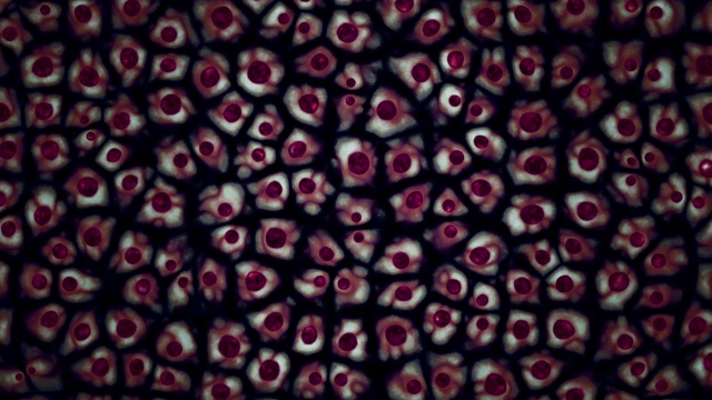 胚胎干细胞集落在显微镜下的无缝三维动画视频素材