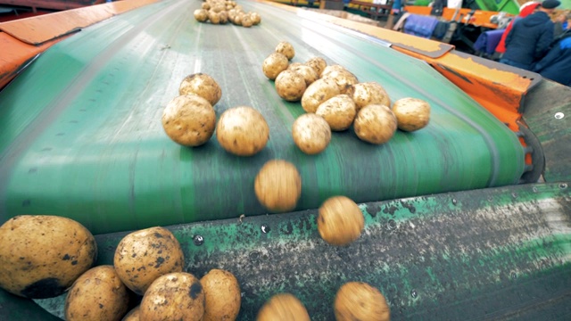 土豆正从传送带上掉到麻袋里。收获的概念。视频素材