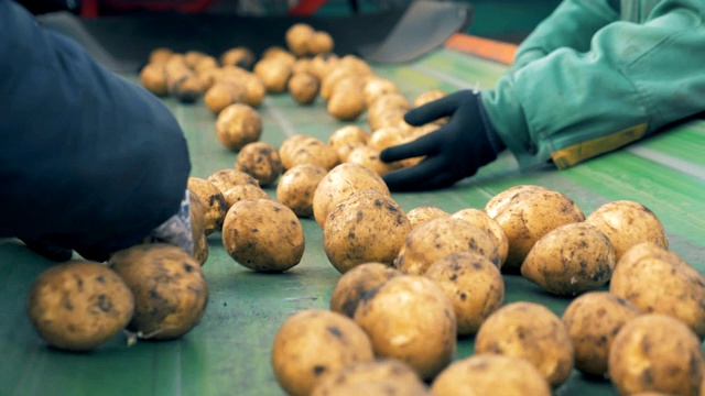 工人们的手正在传送带上分拣马铃薯块茎视频素材