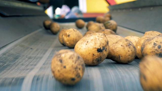 土豆块茎从运输车上掉下来。农业耕作的概念。视频素材