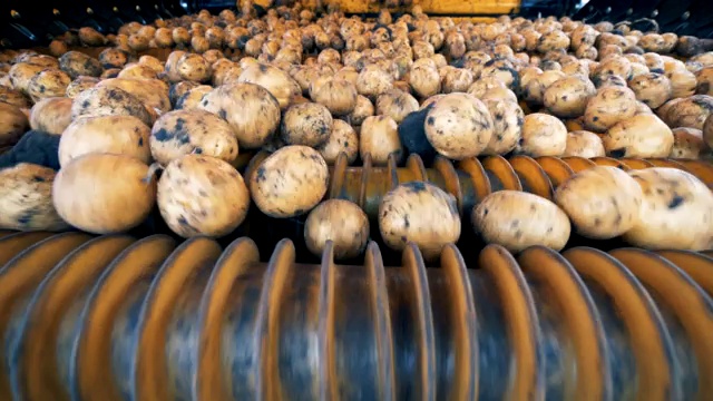 土豆在一台工业机器里滚下来。农业耕作的概念。视频素材