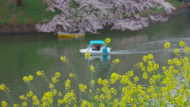 油菜花和樱花在水中绽放视频素材