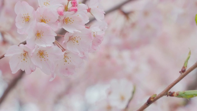 樱花盛开视频素材