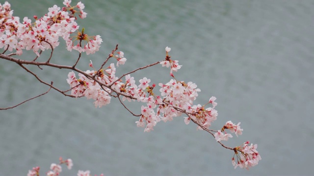 樱花在水边盛开视频素材