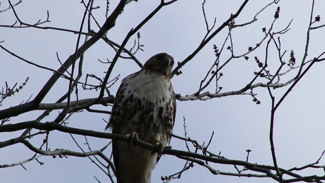 红尾鹰栖息在树上视频素材