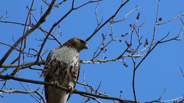 红尾鹰栖息在树上视频素材